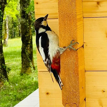 Loda Cosy Prive Dağ evi *